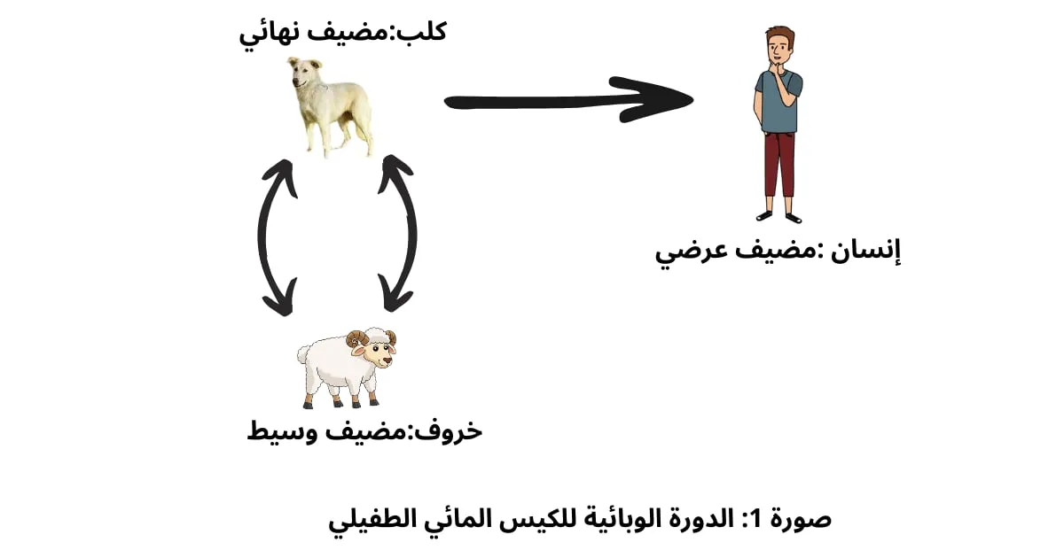 الكيس المائي الطفيلي في الكبد: التشخيص والعلاج والوقاية